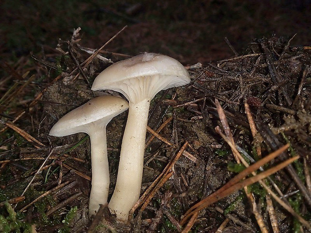 šťavnačka voňavá Hygrophorus agathosmus (Fr.) Fr.