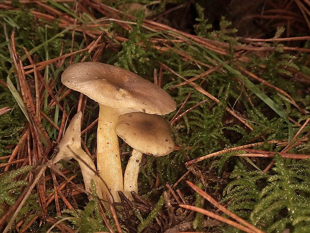 šťavnačka mrazová Hygrophorus hypothejus (Fr.) Fr.