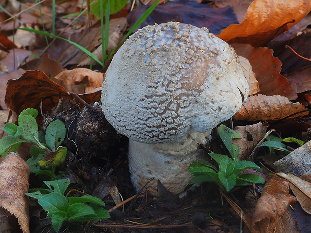 muchotrávka hrubá Amanita excelsa (Fr.) Bertill.