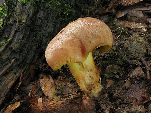 zlatohríb úhľadný Aureoboletus gentilis (Quél.) Pouzar