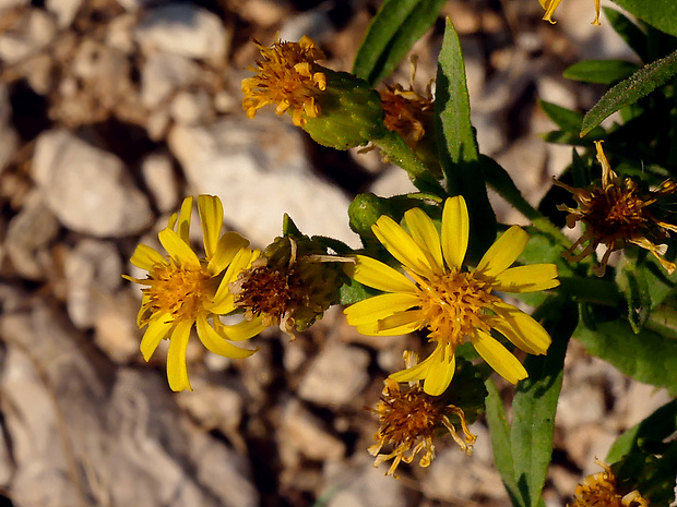 - Dittrichia viscosa (L.) W. Greuter