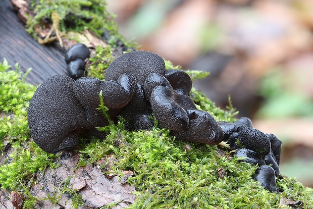 tmavorôsolovec mušľovitý Exidia truncata Fr.