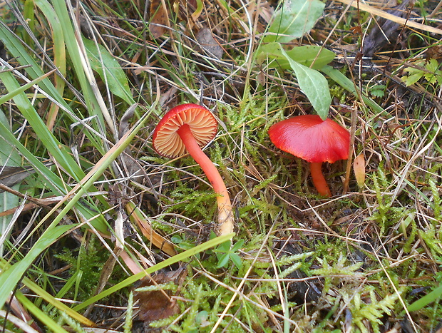 lúčnica šarlátová Hygrocybe coccinea (Schaeff.) P. Kumm.