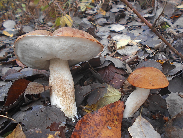 kozák osikový Leccinum albostipitatum den Bakker & Noordel.