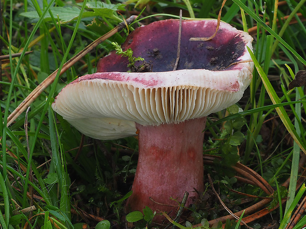 plávka zavalitá Russula torulosa Bres.