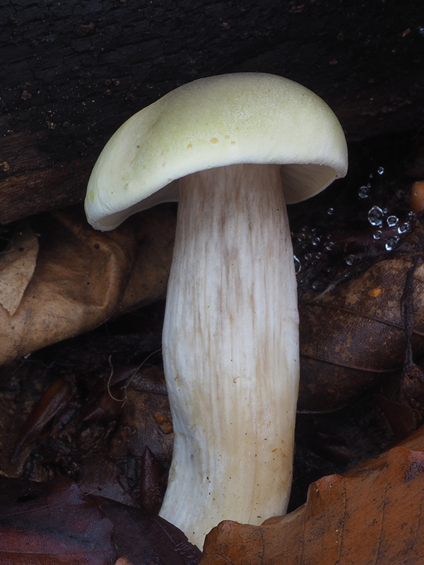 čírovka mydlová Tricholoma saponaceum (Fr.) P. Kumm.