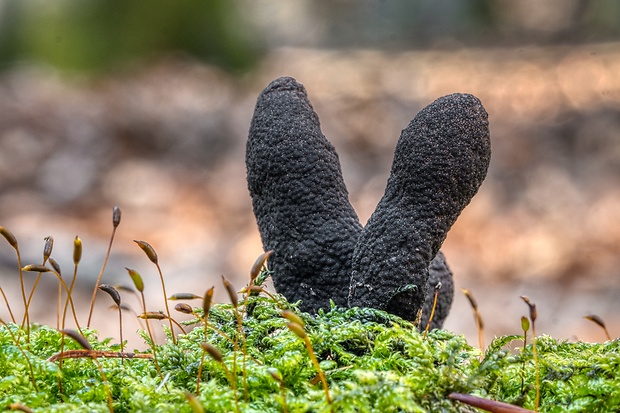 drevnatec Xylaria sp.