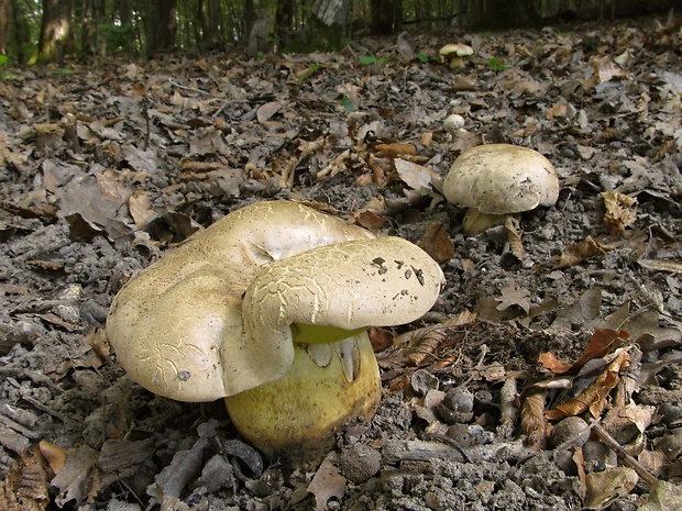 hríb horký Caloboletus radicans (Pers.) Vizzini