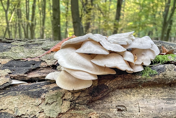 strmuľkovec Ossicaulis sp.