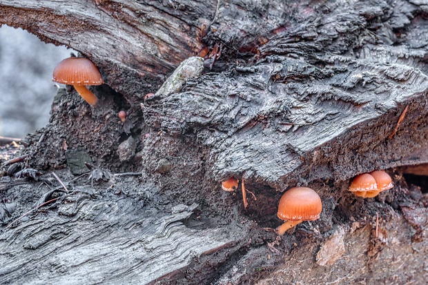 smeťovka zimná Tubaria furfuracea (Pers.) Gillet