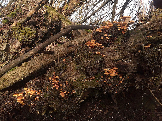 plamienka Flammulina sp.