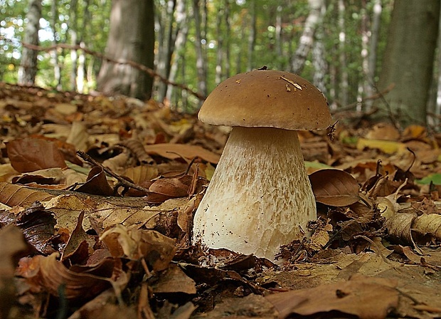 hríb smrekový Boletus edulis Bull.