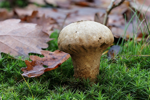 prášnica bradavičnatá Lycoperdon perlatum Pers.