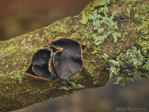 dutinovka Sclerencoelia sp.