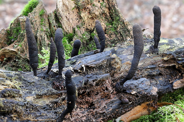 drevnatec Xylaria sp.