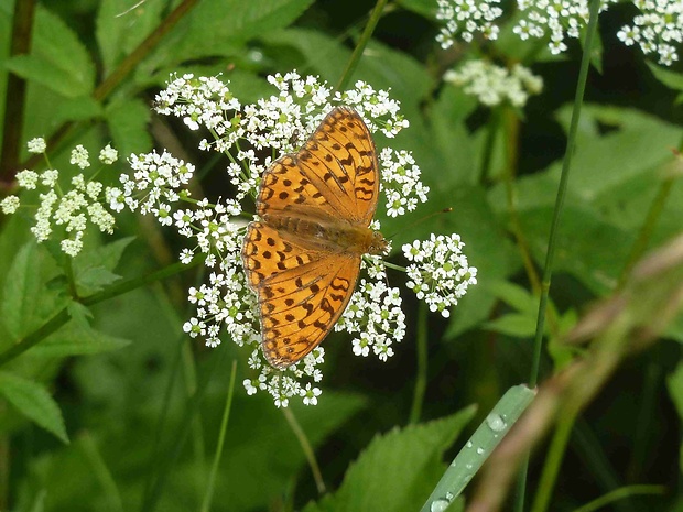 perlovec fialkový Argynnis adippe Linnaeus 1758