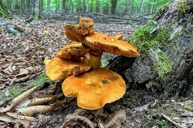 šupinovec nádherný Gymnopilus junonius (Fr.) P.D. Orton