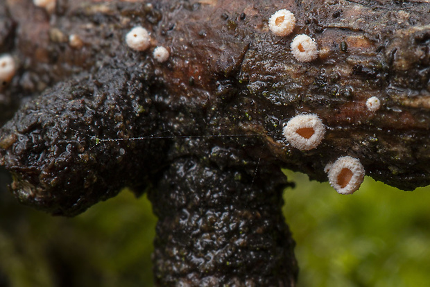 vlnuška Lachnellula sp.