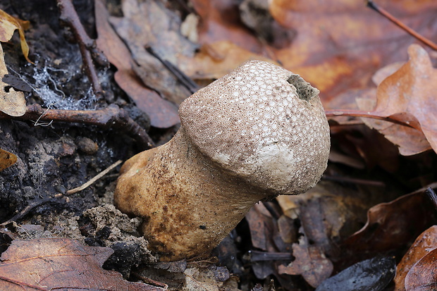 prášnica bradavičnatá Lycoperdon perlatum Pers.