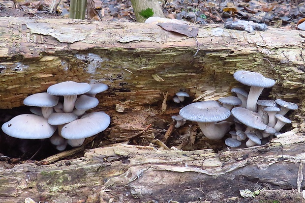 hliva ustricovitá modrastá Pleurotus columbinus Quél.