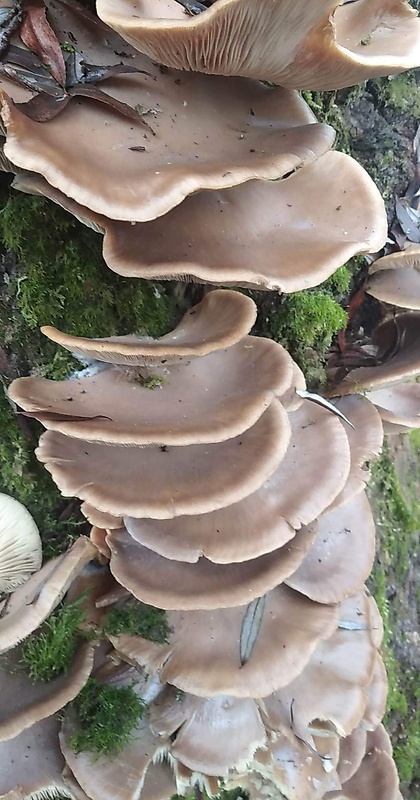 hliva ustricovitá Pleurotus ostreatus (Jacq.) P. Kumm.