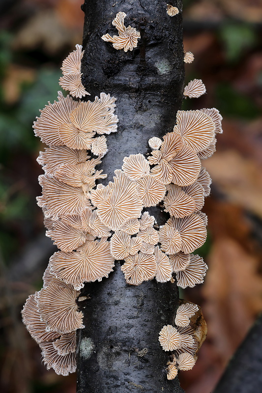 klanolupeňovka obyčajná Schizophyllum commune Fr.