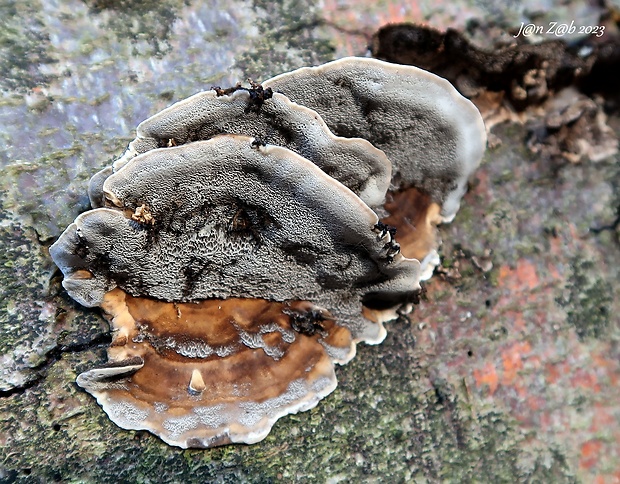 sivopórovka tmavá Bjerkandera adusta (Willd.) P. Karst.