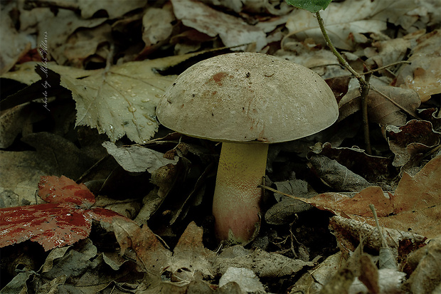 hríb nádherný Butyriboletus fuscoroseus (Smotl.) Vizzini & Gelardi