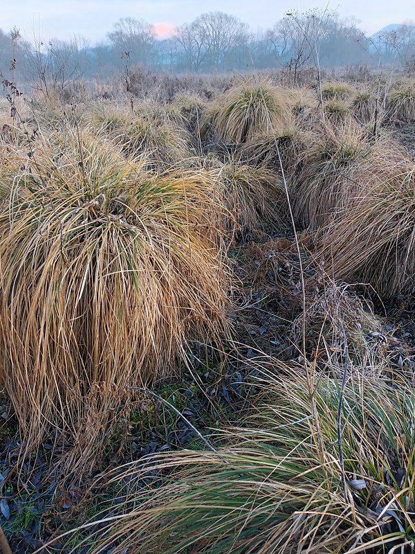 ostrica metlinatá Carex paniculata L.