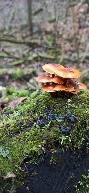 plamienka zimná Flammulina velutipes (Curtis) Singer