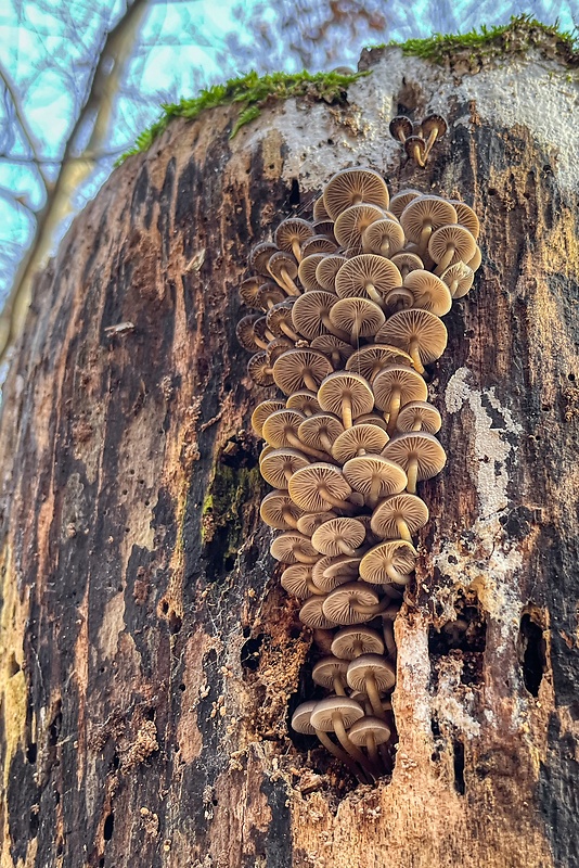 prilbička hnedosivá Mycena tintinnabulum (Paulet) Quél.