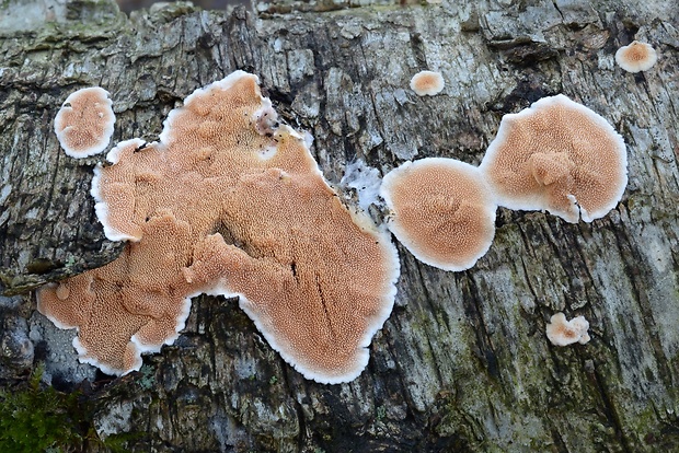 srsťovec okrovožltý Steccherinum ochraceum (Pers.) Gray