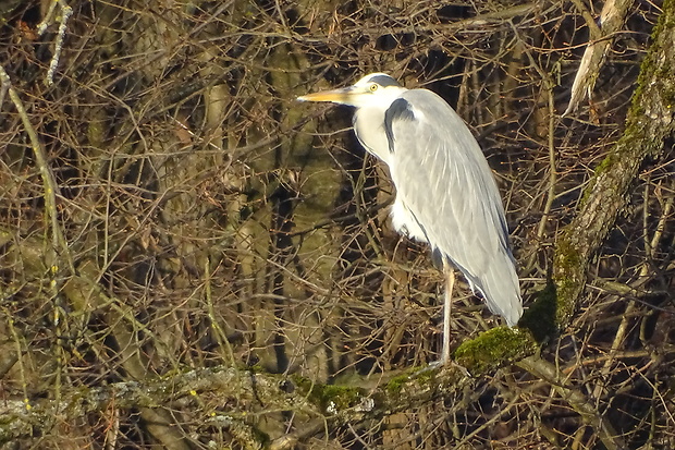 volavka popolavá Ardea cinerea