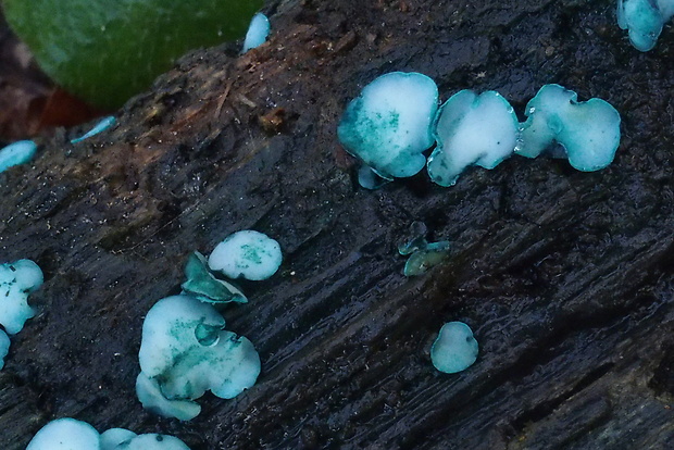 zelenica Chlorociboria sp.