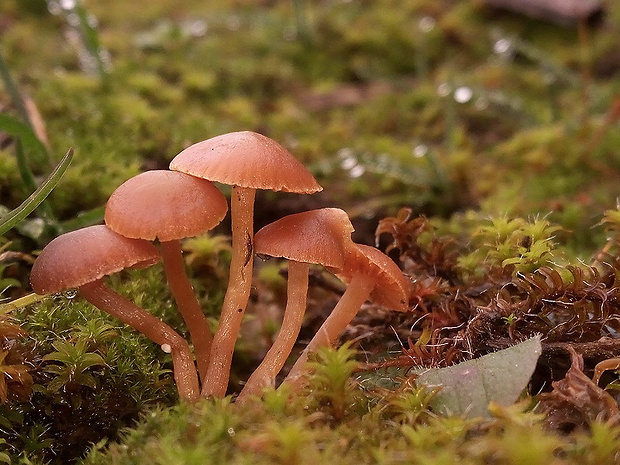 kapucňovka hladká Galerina graminea (Velen.) Kühner