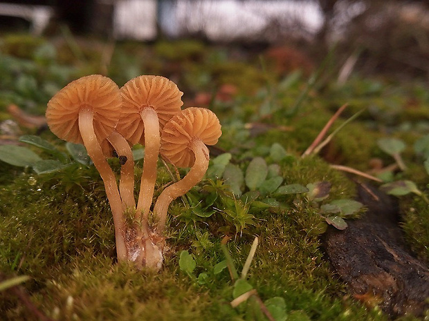 kapucňovka hladká Galerina graminea (Velen.) Kühner