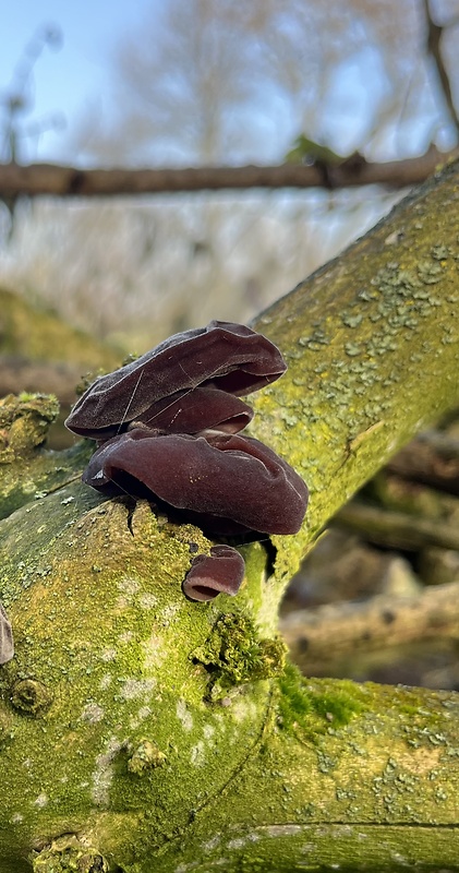 uchovec bazový Auricularia auricula-judae (Bull.) Quél.