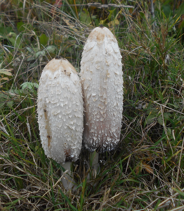 hnojník obyčajný Coprinus comatus (O.F. Müll.) Pers.