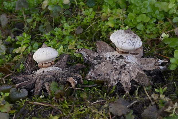 hviezdovka golierikovitá Geastrum striatum DC.