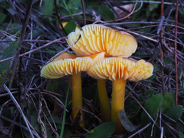 lúčnica citrónovožltá Hygrocybe chlorophana (Fr.) Wünsche