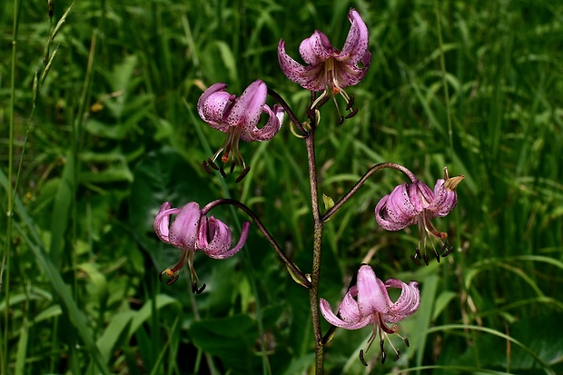 ľalia zlatohlavá Lilium martagon L.