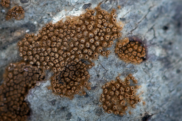 padrobnica Merismodes sp.