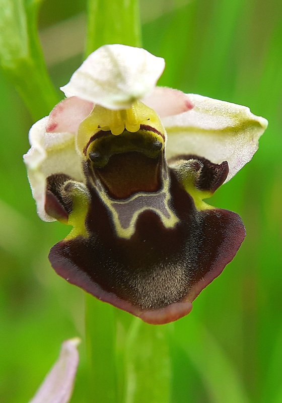 hmyzovník holubyho Ophrys holubyana András.