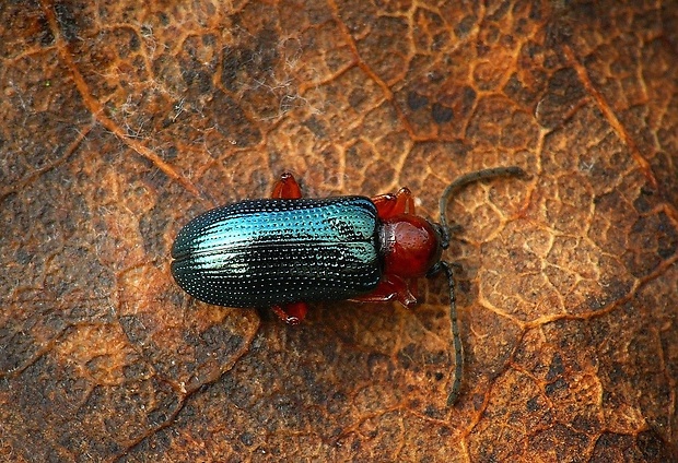 kohútik pestrý (sk) / kohoutek černohlavý (cz) Oulema melanopus (Linnaeus, 1758)