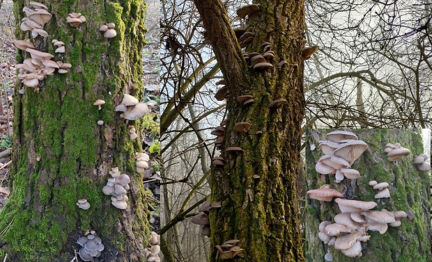 hliva ustricovitá Pleurotus ostreatus (Jacq.) P. Kumm.