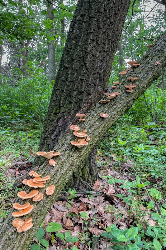 trúdnik Polyporus sp.