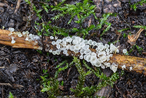 škľabôčka žihľavová Calyptella capula (Holmsk.) Quél.