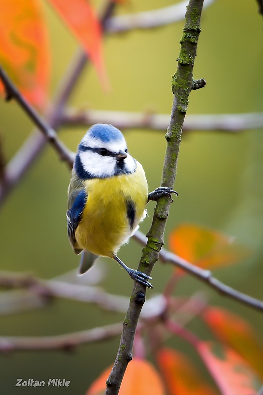 sýkorka belasá Cyanistes caeruleus