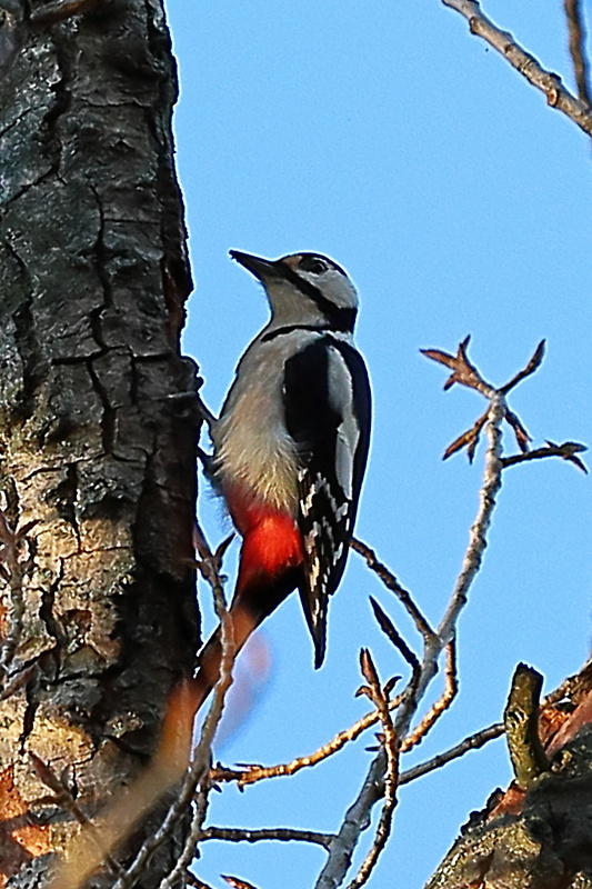 ďateľ veľký Dendrocopos major