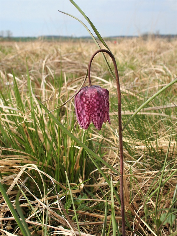 korunkovka strakatá Fritillaria meleagris L.